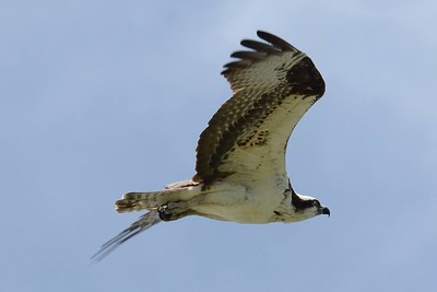 An osprey soaring through the sky.